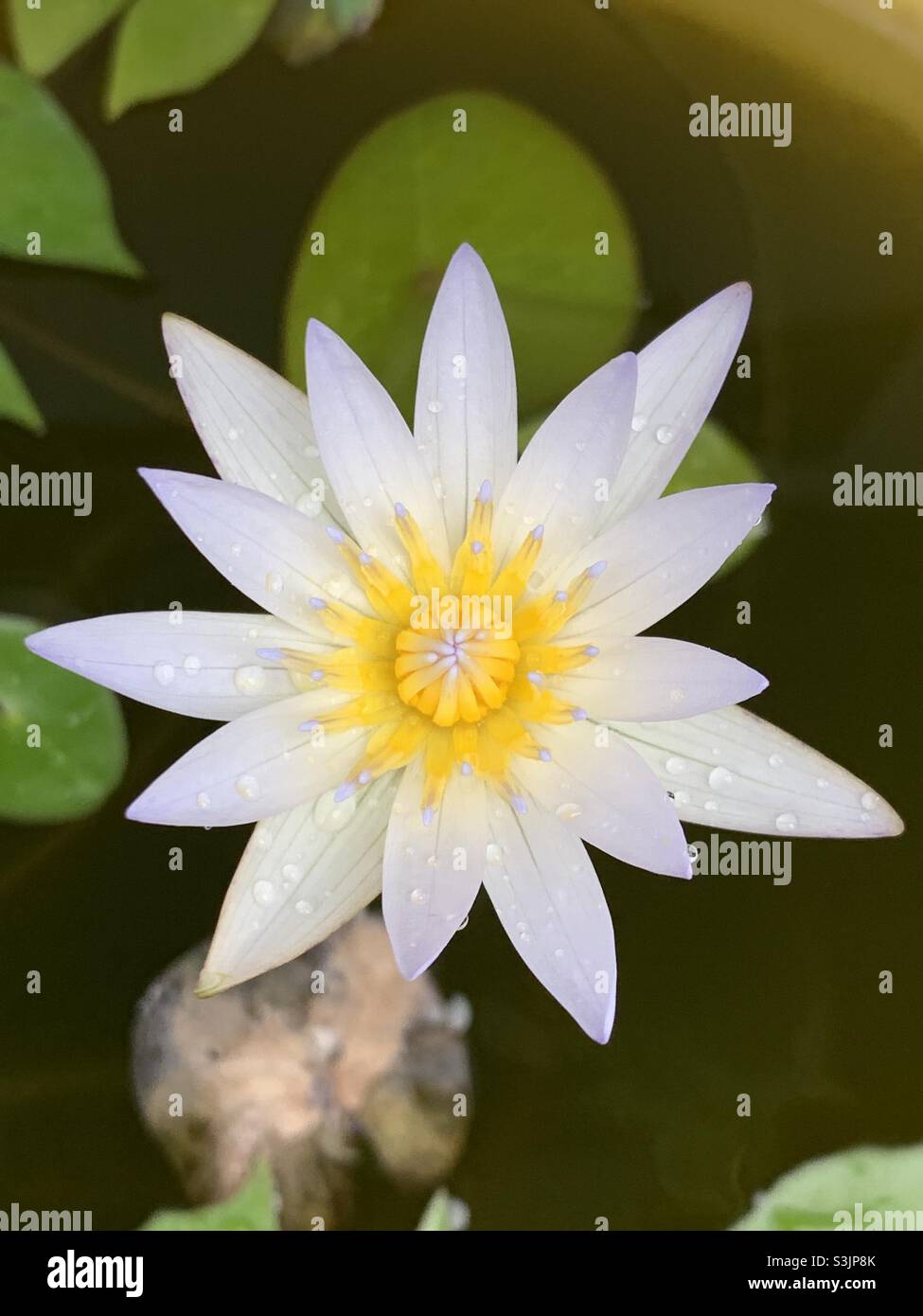 Water lily bloom hi-res stock photography and images - Alamy