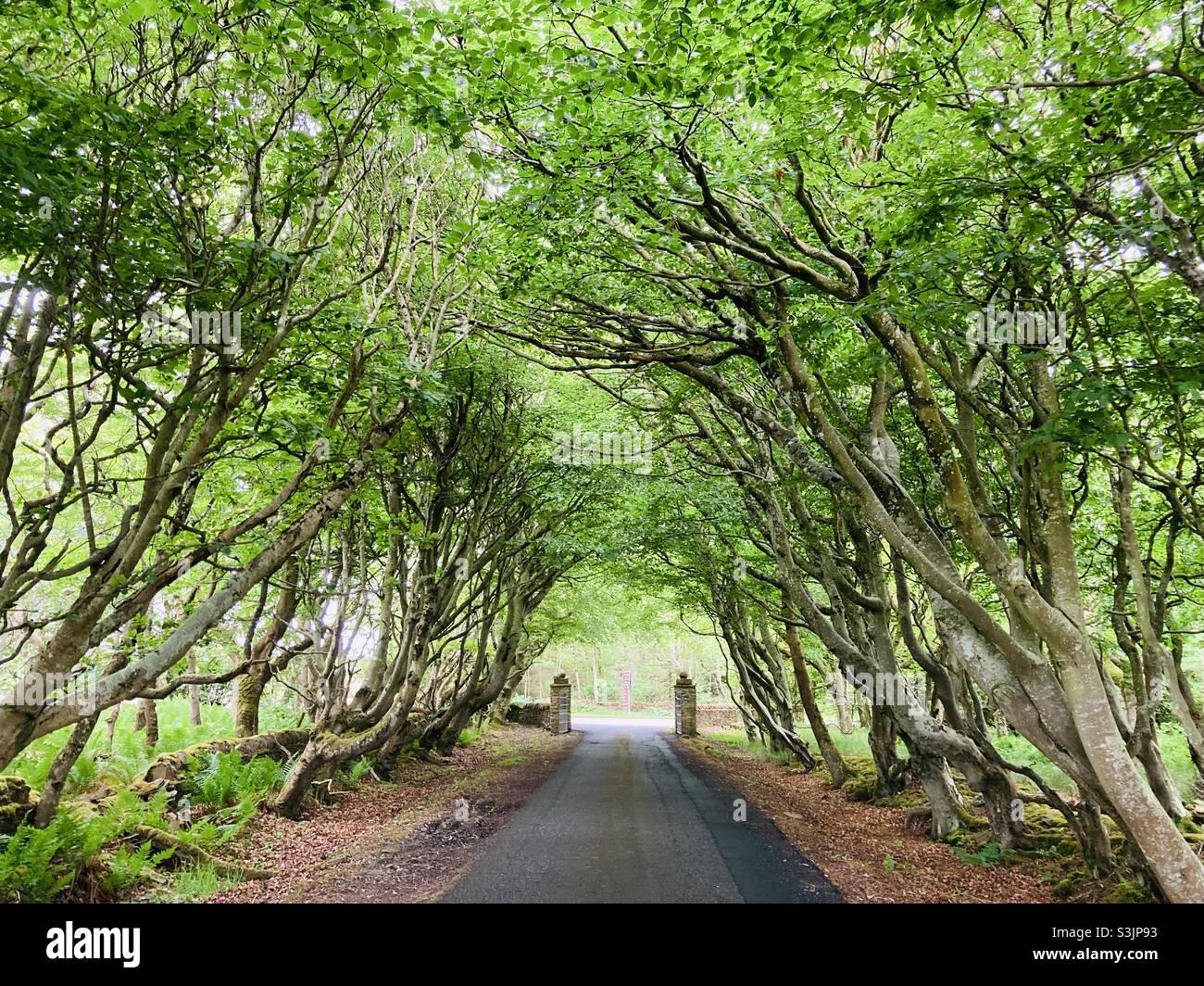 Road though a tunnel of trees at the entrance to the castle of Mey. Scotland. North Coast 500. NC500 Stock Photo