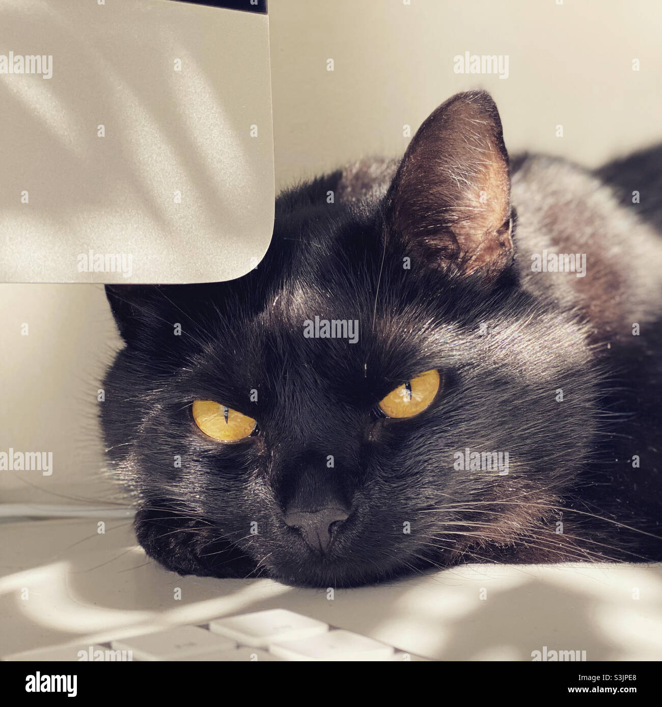 At work - Smartphone Captured Stock Image