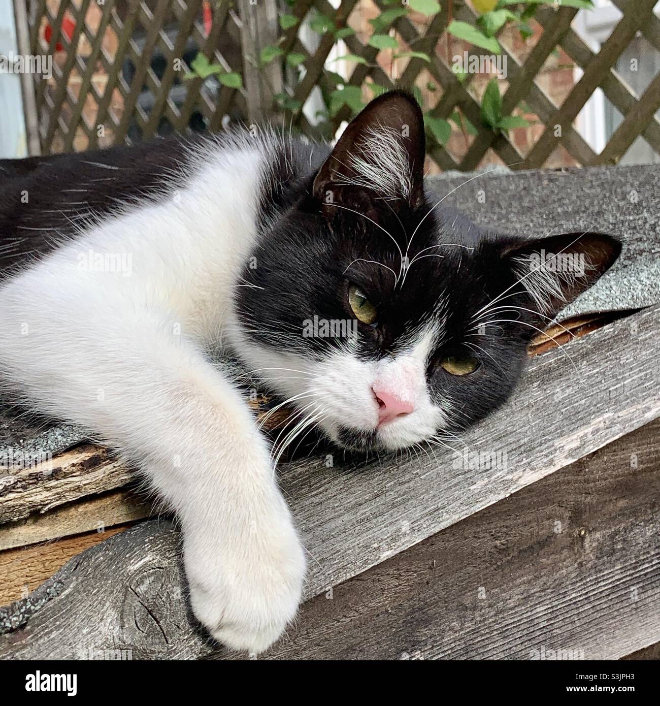 Black and white cat on shed roof Stock Photo Alamy