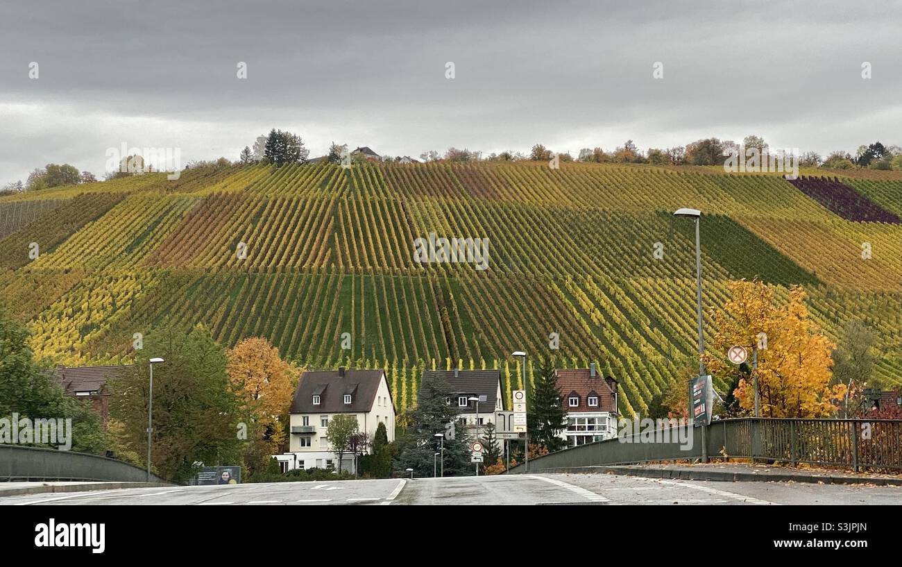Vineyards in autumn in Stuttgart, Germany Stock Photo