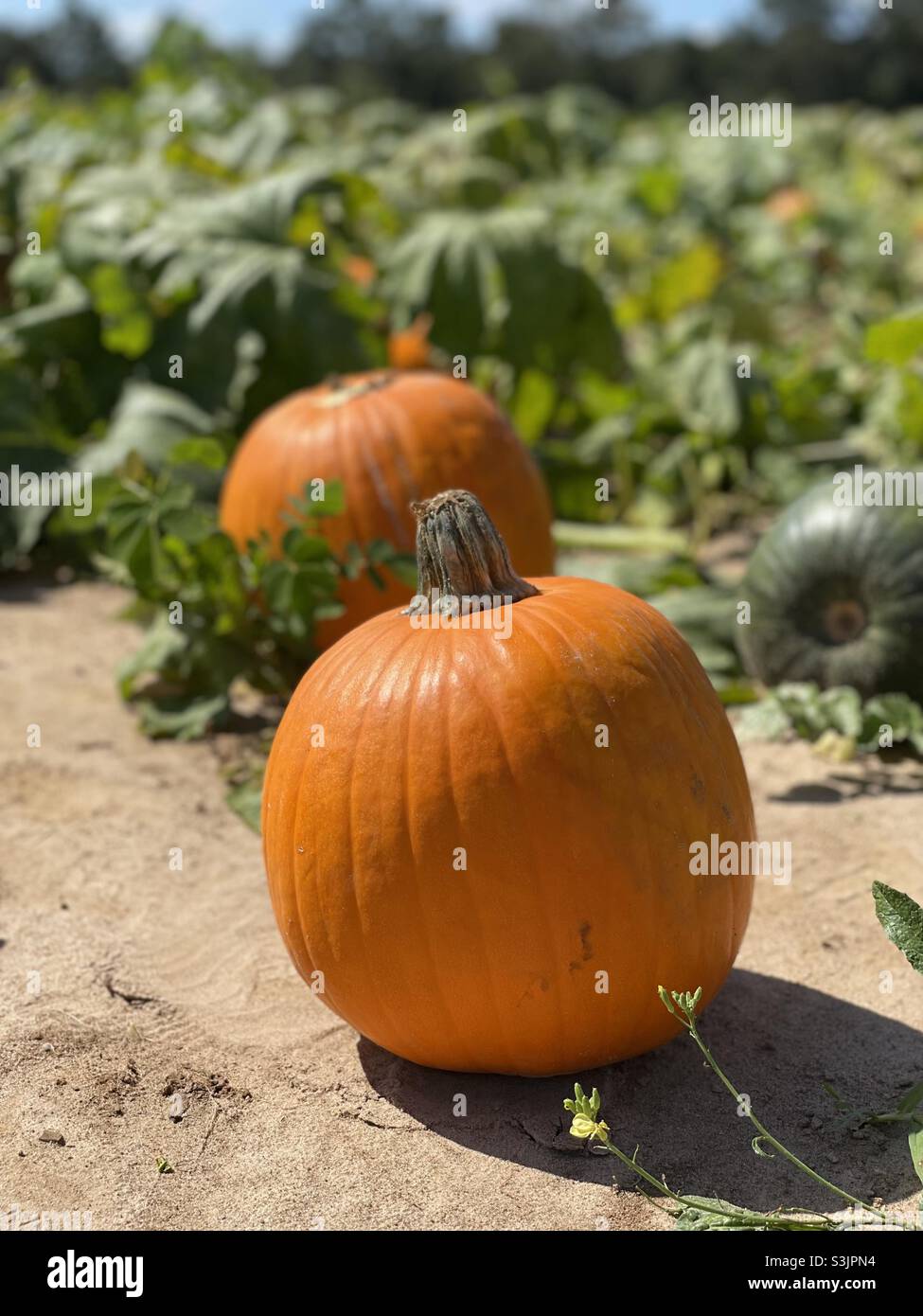 Pumpkins ready to pick on a farm Stock Photo - Alamy
