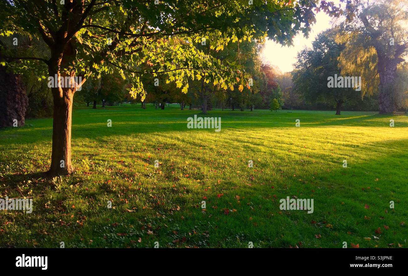 Ray of hope, shaft of light in a large, green space, Ontario, Canada. Nature at its finest. Tranquil, colourful, inspiring. No people. Trees, leaves, grass, and light. - Smartphone Captured Stock Image