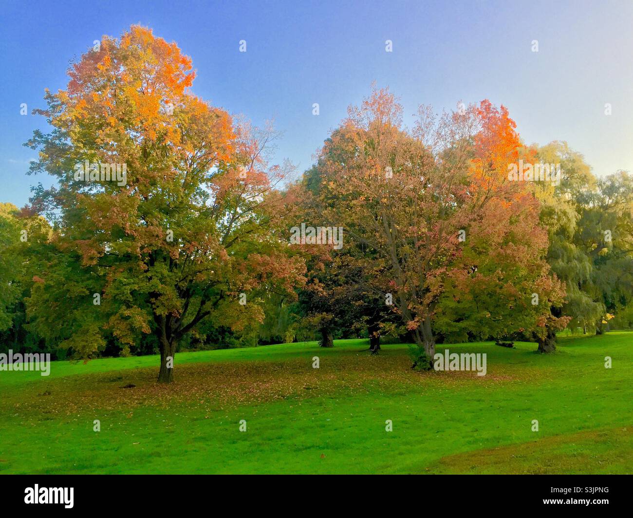 Three maple trees in autumn, the annual fall magic, Ontario, Canada. Blue sky, changing colours, orange hues in a sylvan setting. - Smartphone Captured Stock Image
