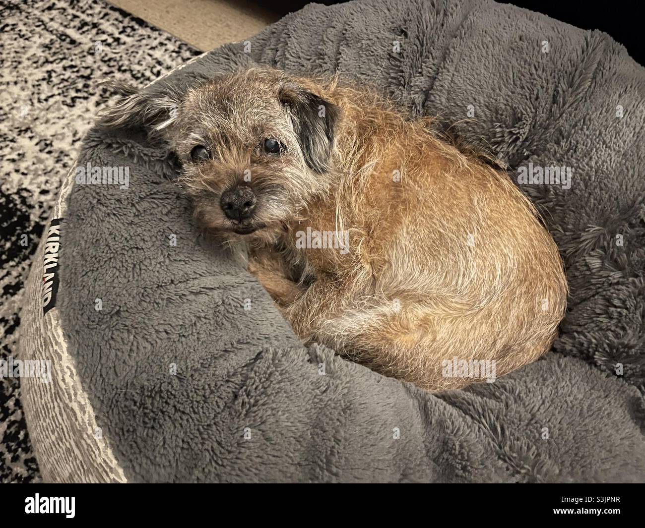Smelly Border Terrier, woken from sleeping in front of the telly Stock Photo
