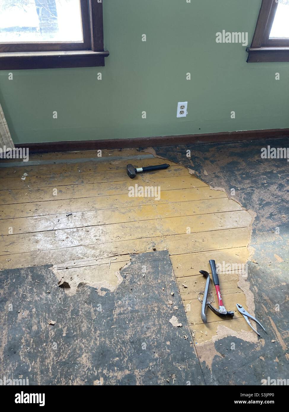 Uncovering Hardwood Floors Beneath Carpet Underlayment Stock Photo