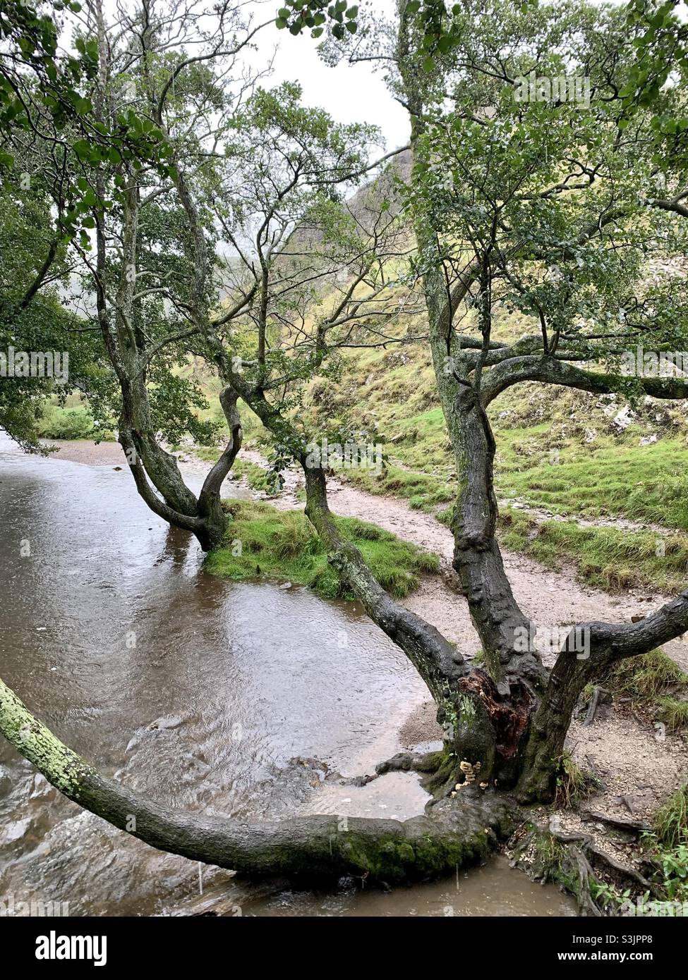 Bendy tree in river - Smartphone Captured Stock Image