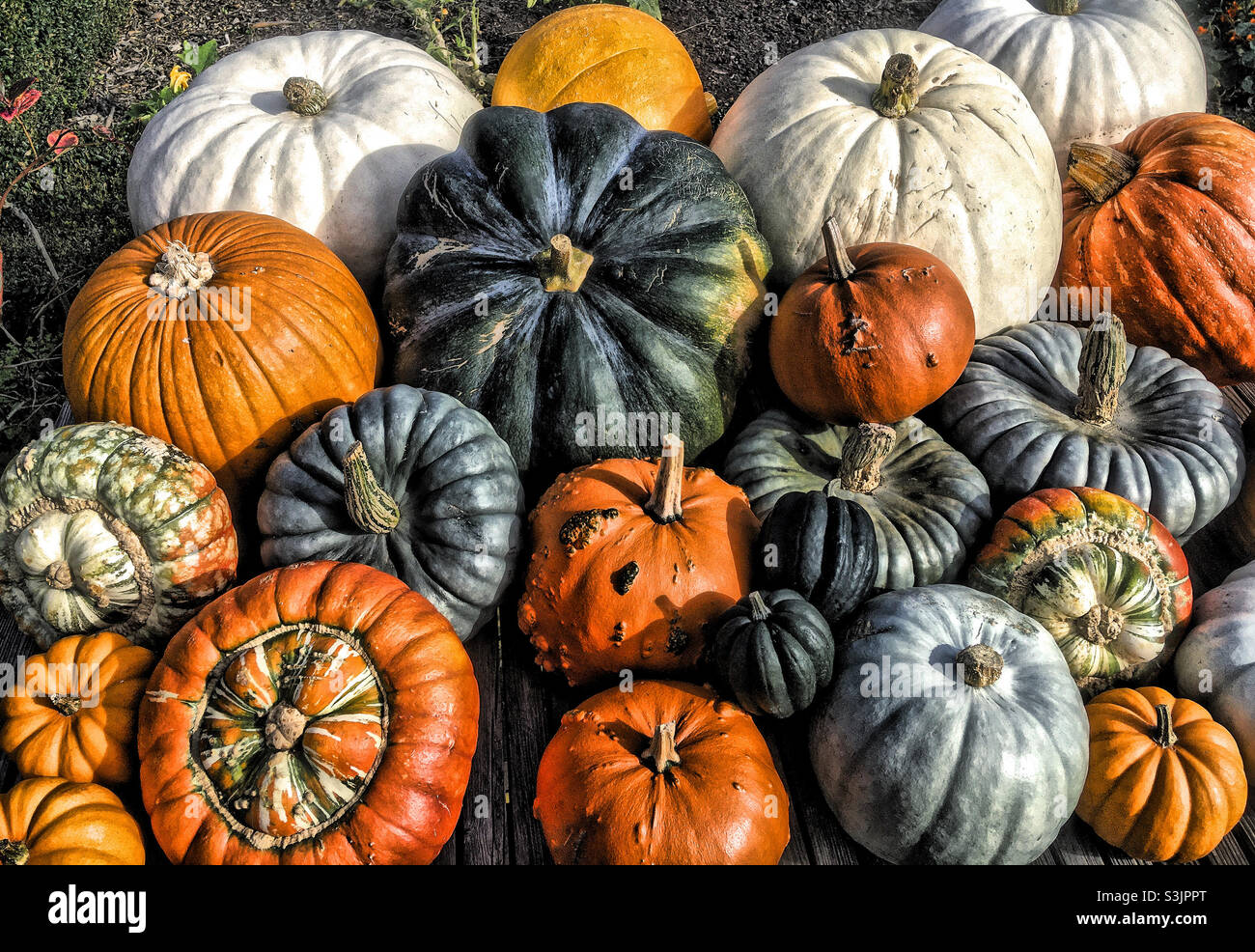 Pumpkins and Squashes on display in the Kitchen Garden at Walmer Castle Stock Photo