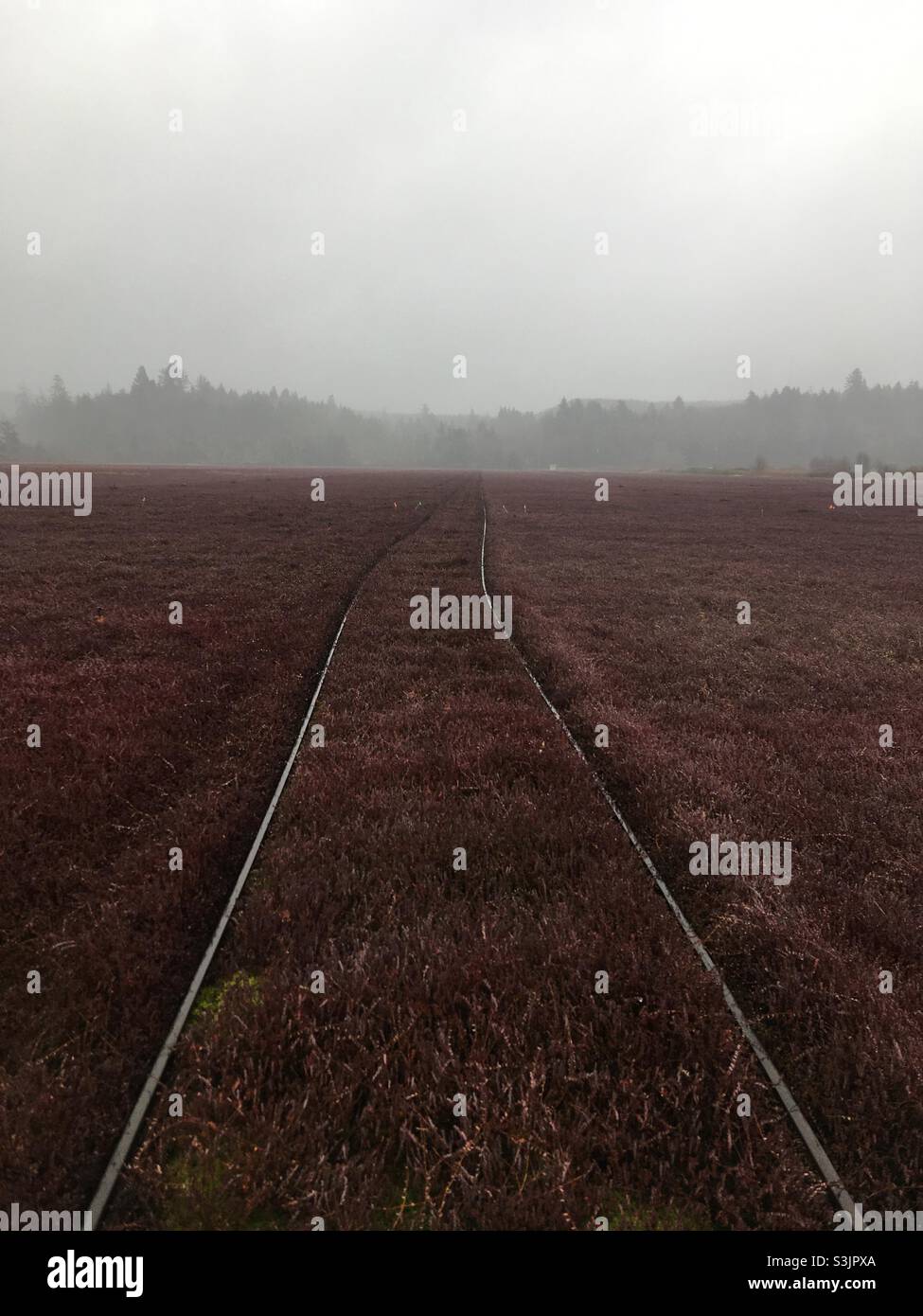 Cranberry Bog Farm in Washington Stock Photo Alamy