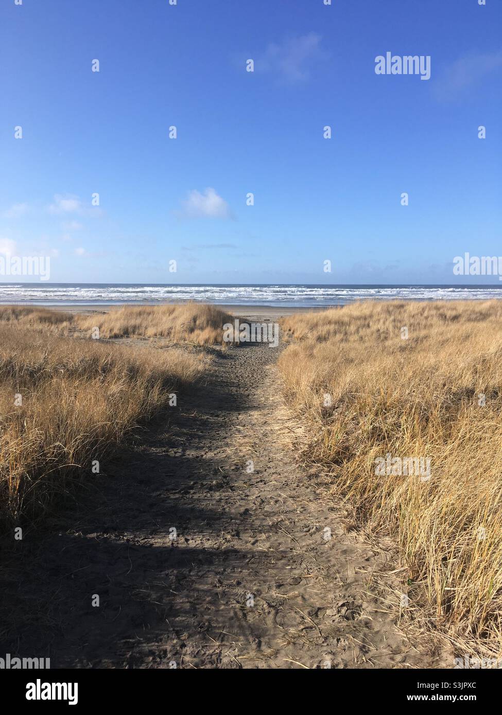 Pacific Pines State Park Ocean Park Washington Stock Photo Alamy