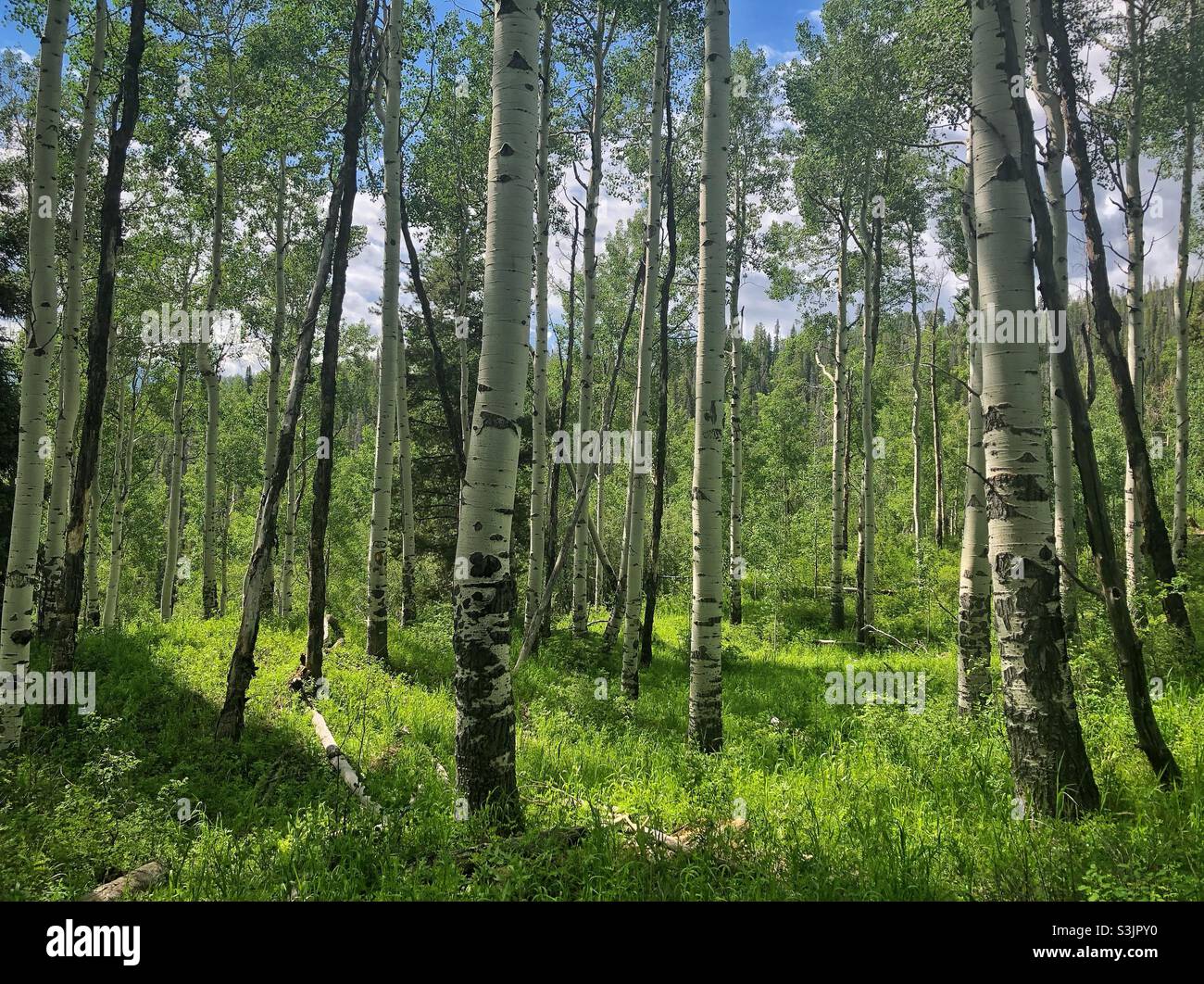 Hiking in an aspen tree forest in summer in the Rocky Mountains, Colorado, USA - Smartphone Captured Stock Image