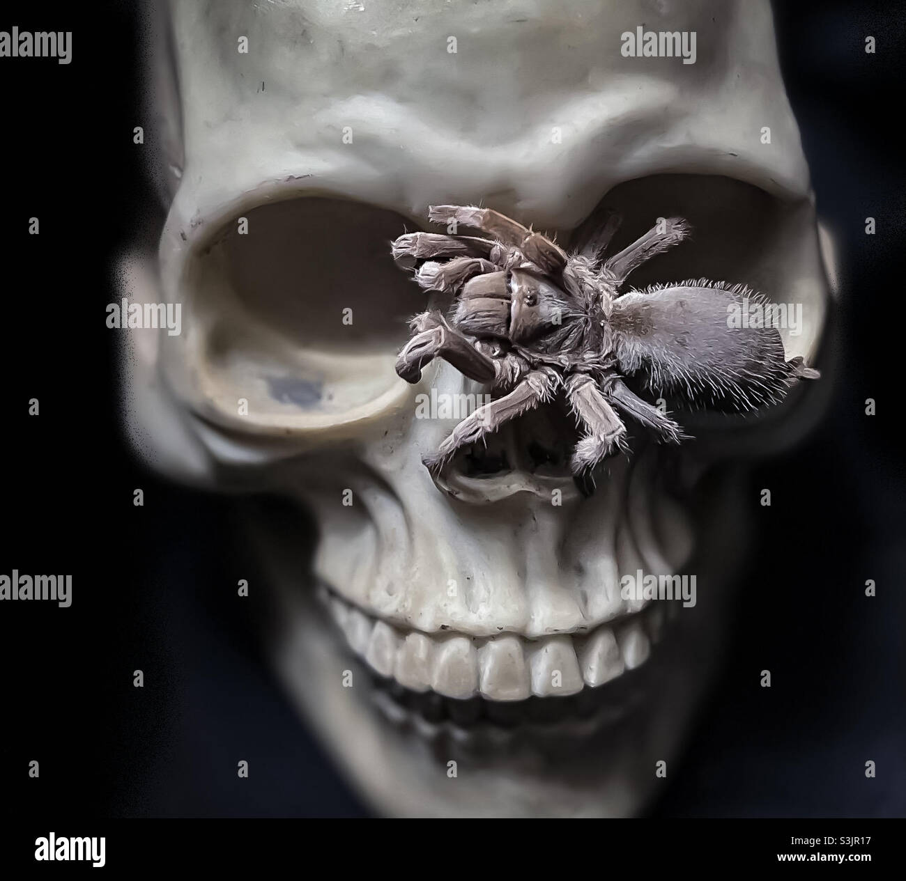 Massive hairy spider on skulls face Stock Photo