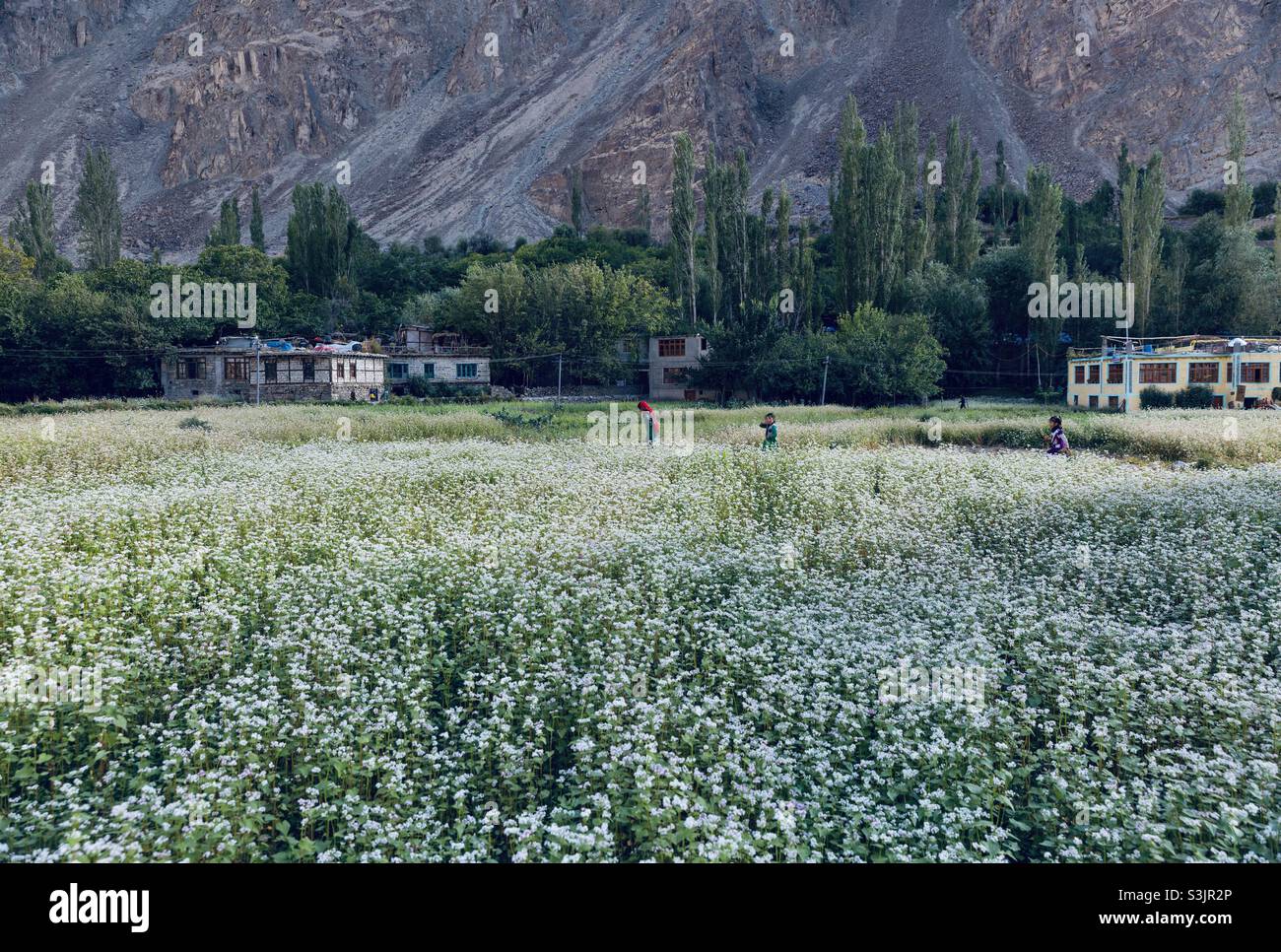 Turtuk village in Trans Himalaya in Ladakh, India Stock Photo - Alamy