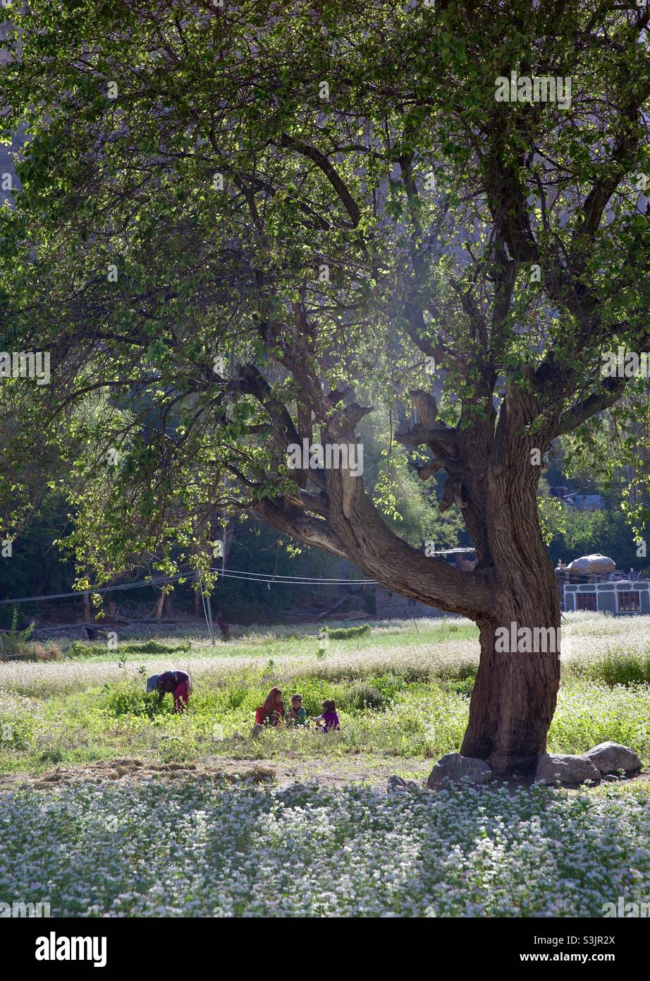 People working in fields, Turtuk, Ladakh, India - Smartphone Captured Stock Image