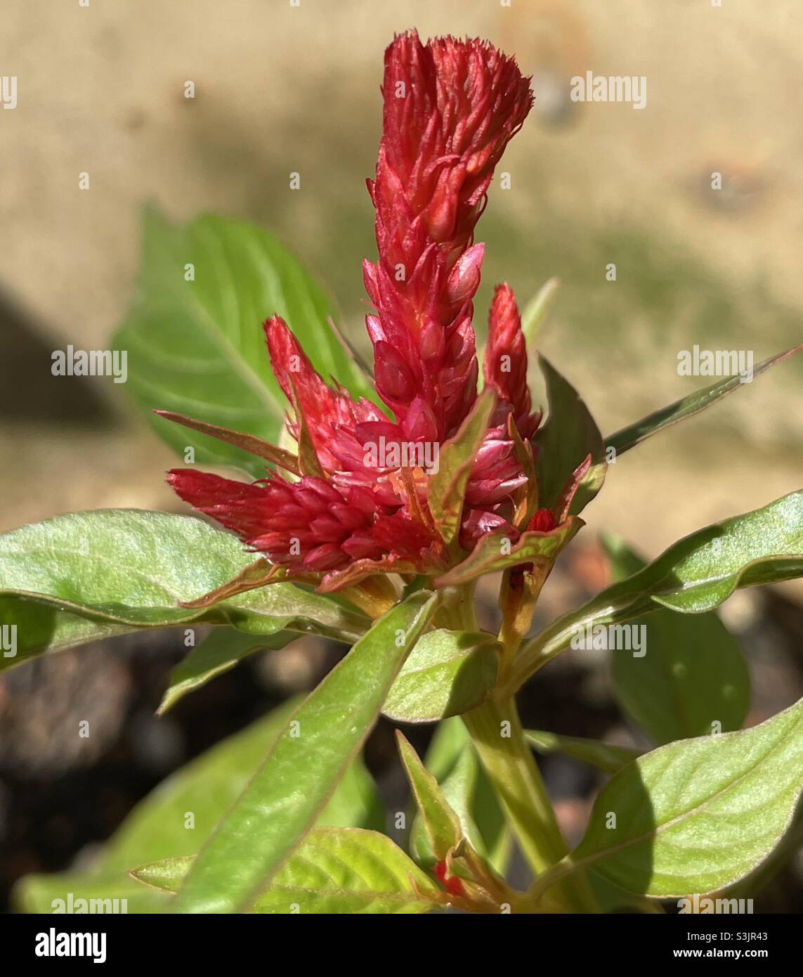 Celosia sp as ornamental plant in Malaysia - Smartphone Captured Stock Image
