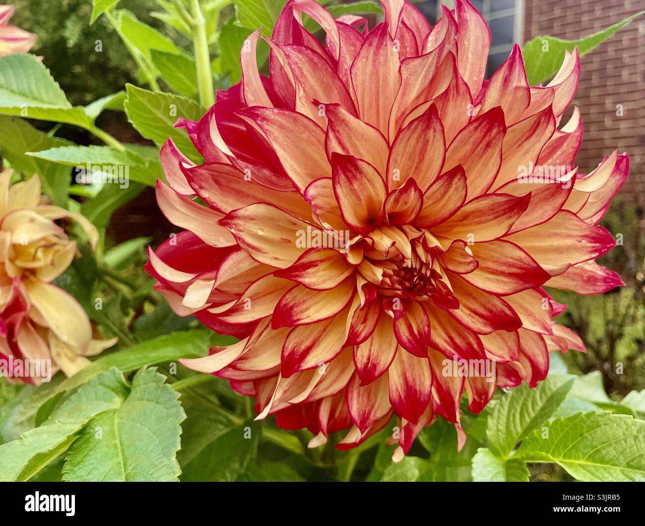 Giant dahlia - Smartphone Captured Stock Image