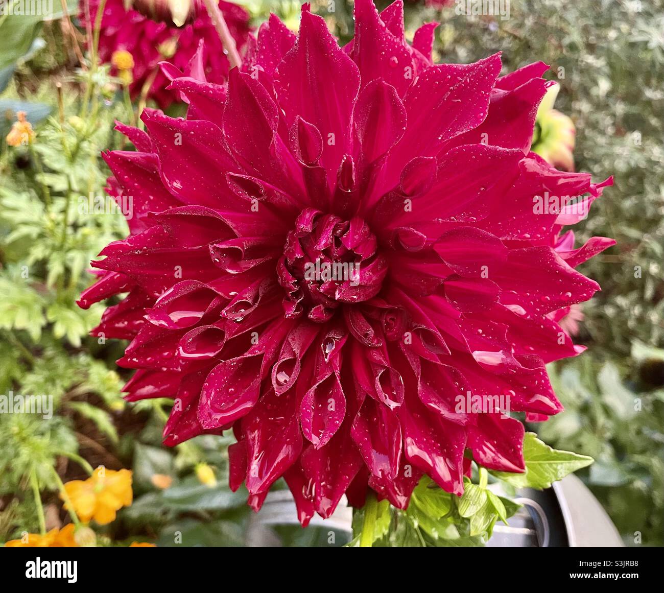 Red dahlia with dew - Smartphone Captured Stock Image