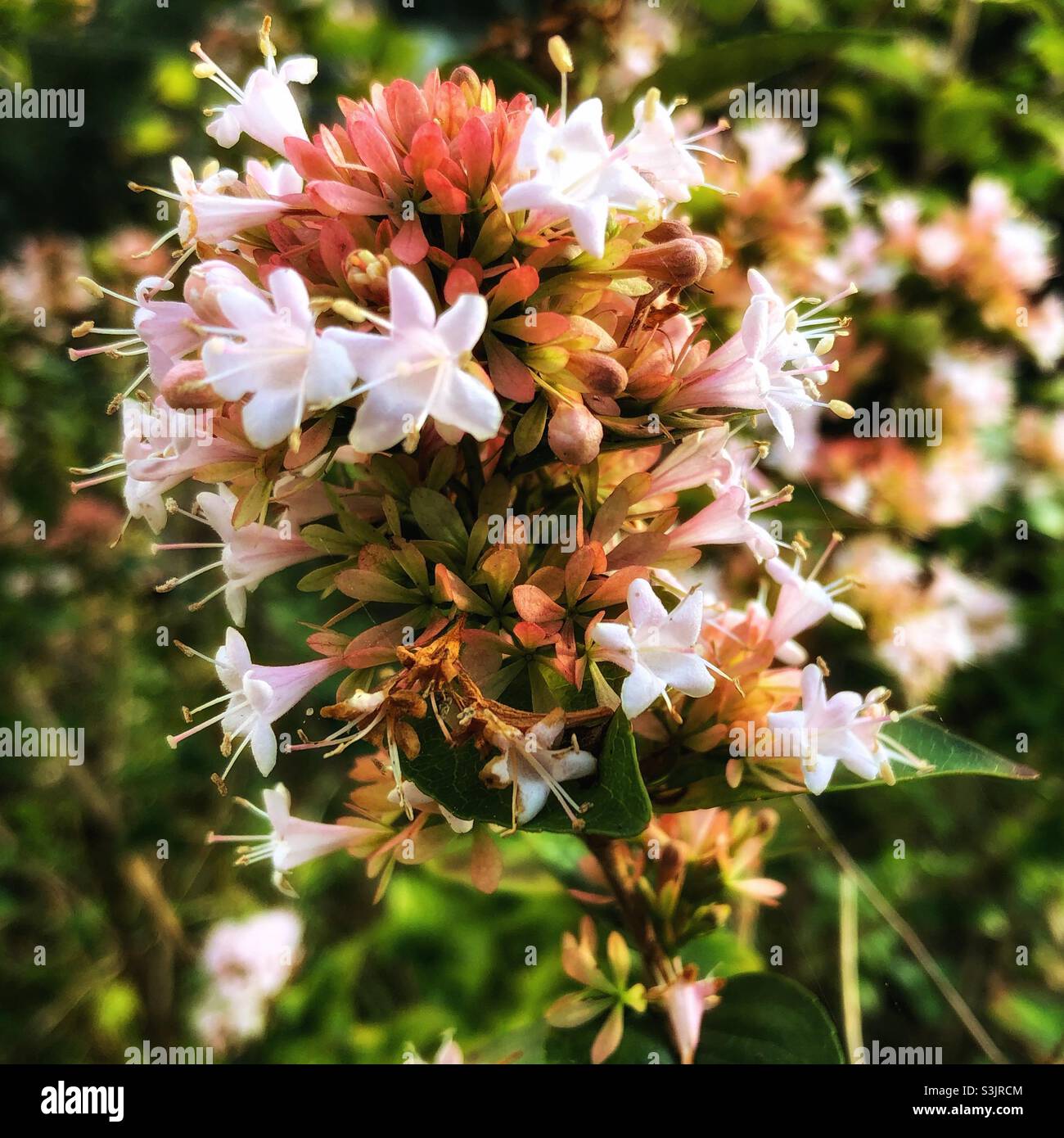 October flowering shrub, UK Stock Photo