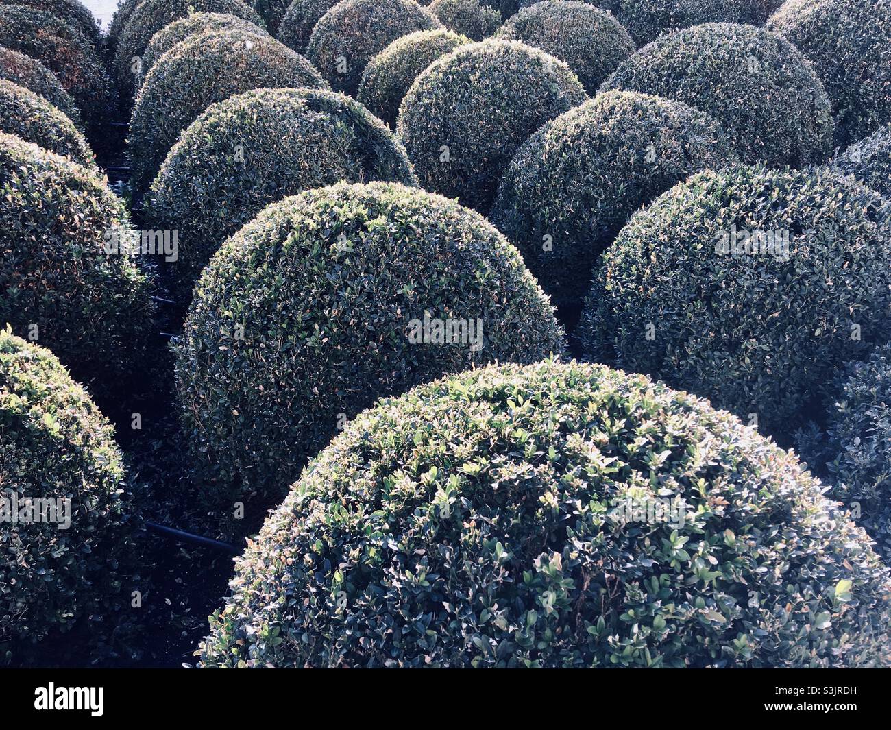 Clipped box plant spheres Buxus sempervirens shrubs Stock Photo