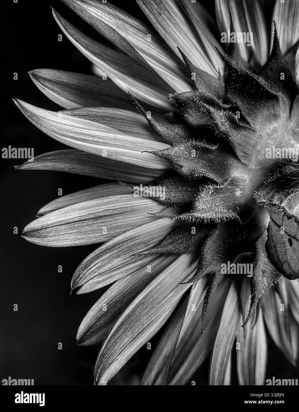 Backside of a sunflower in black and white Stock Photo