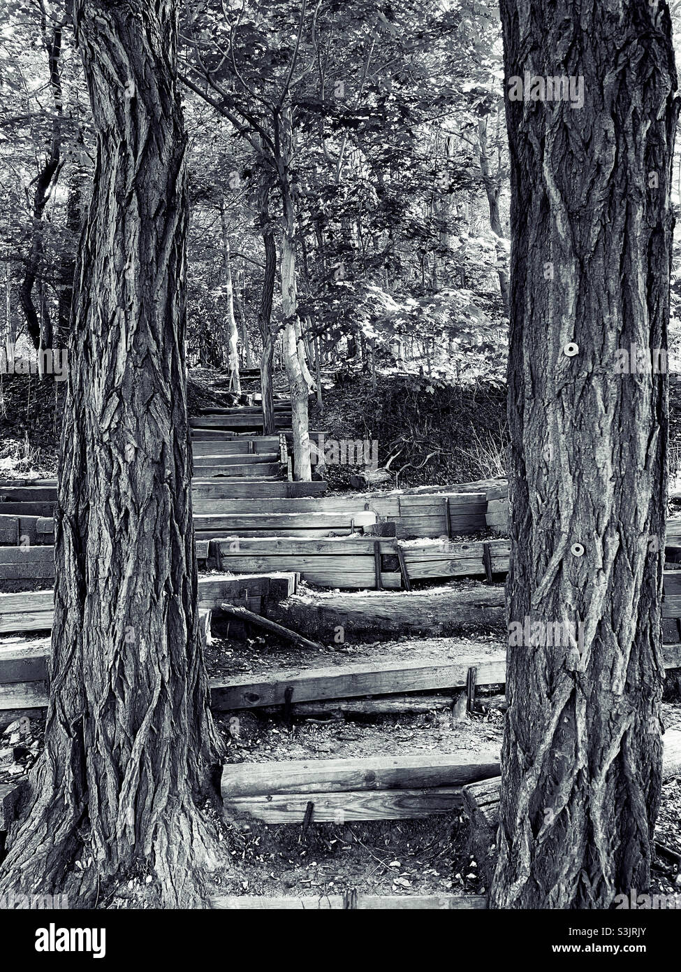 Black and white path into the woods Stock Photo