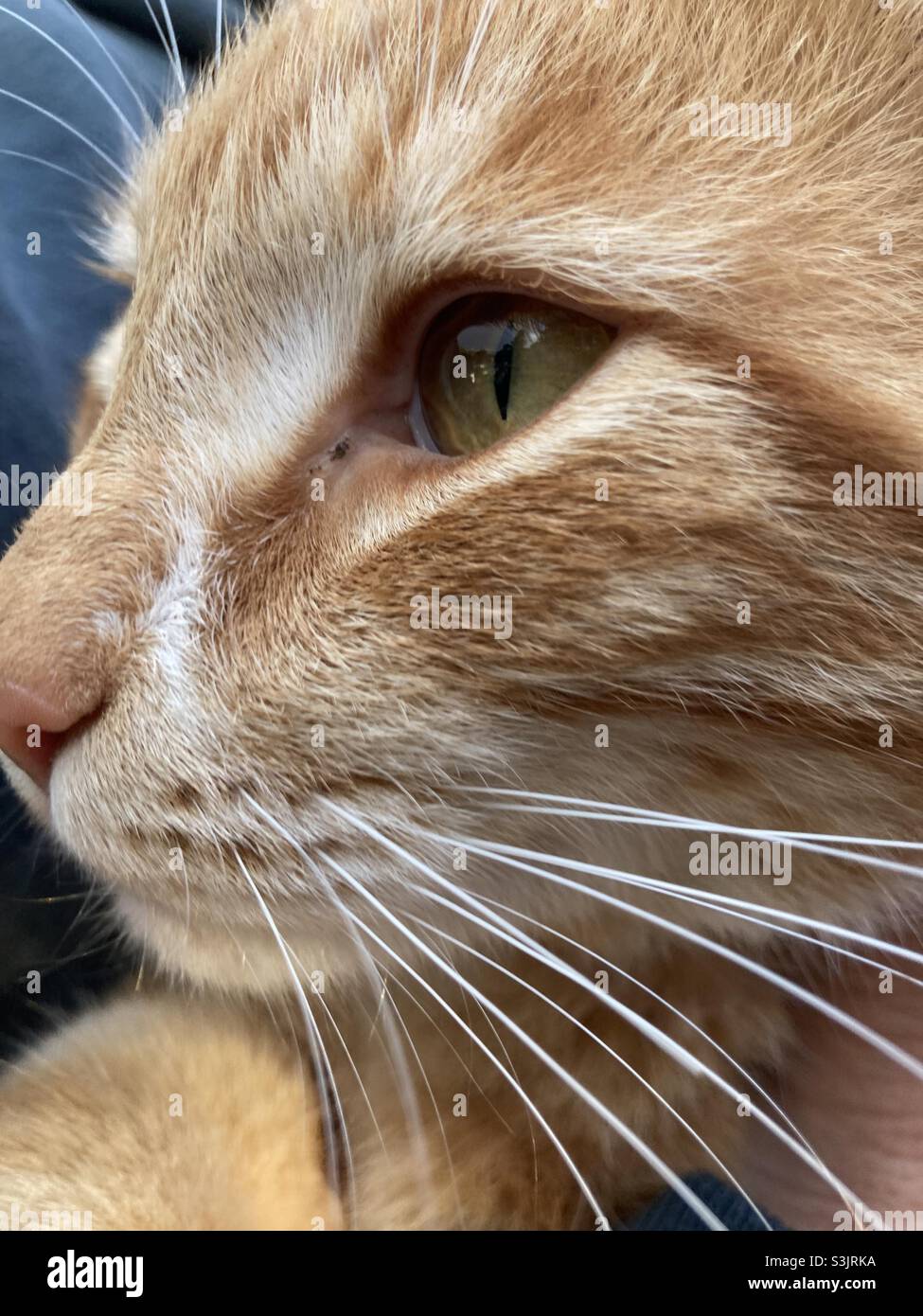 An orange tabby cat Stock Photo Alamy