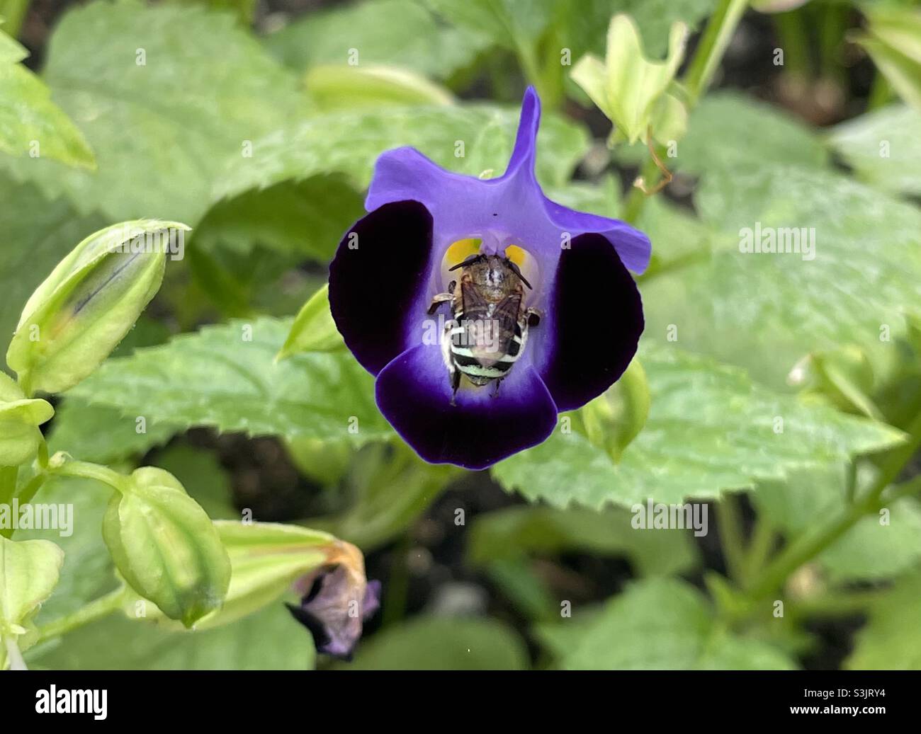 Bee seeking nectar on Wishbone flower in Malaysia. - Smartphone Captured Stock Image