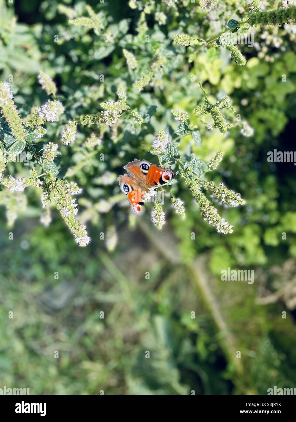 Peacock - Smartphone Captured Stock Image