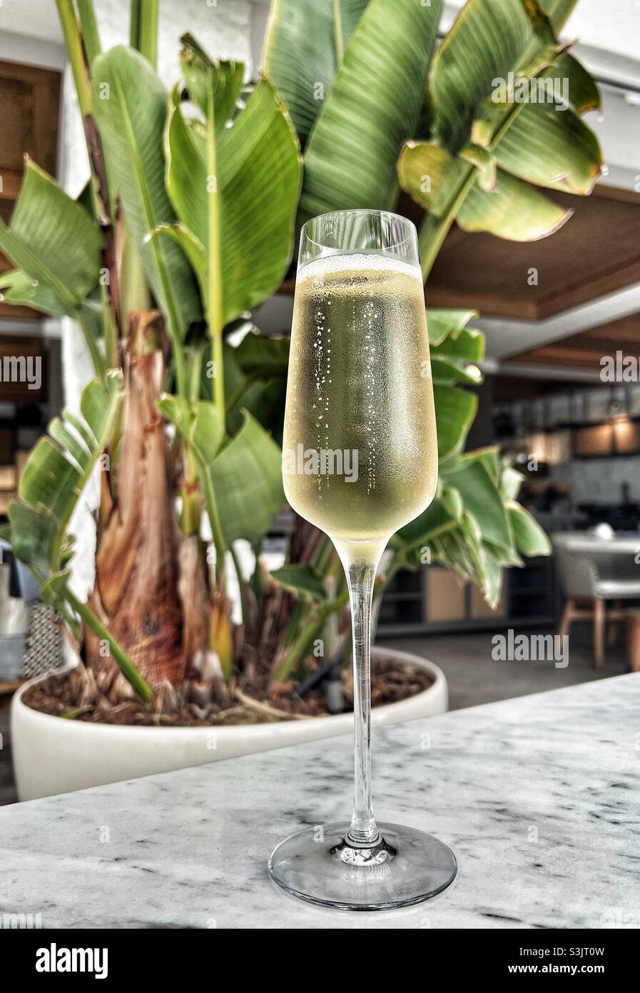 Glass of Champagne on a table with a Banana Tree on pot behind Stock Photo