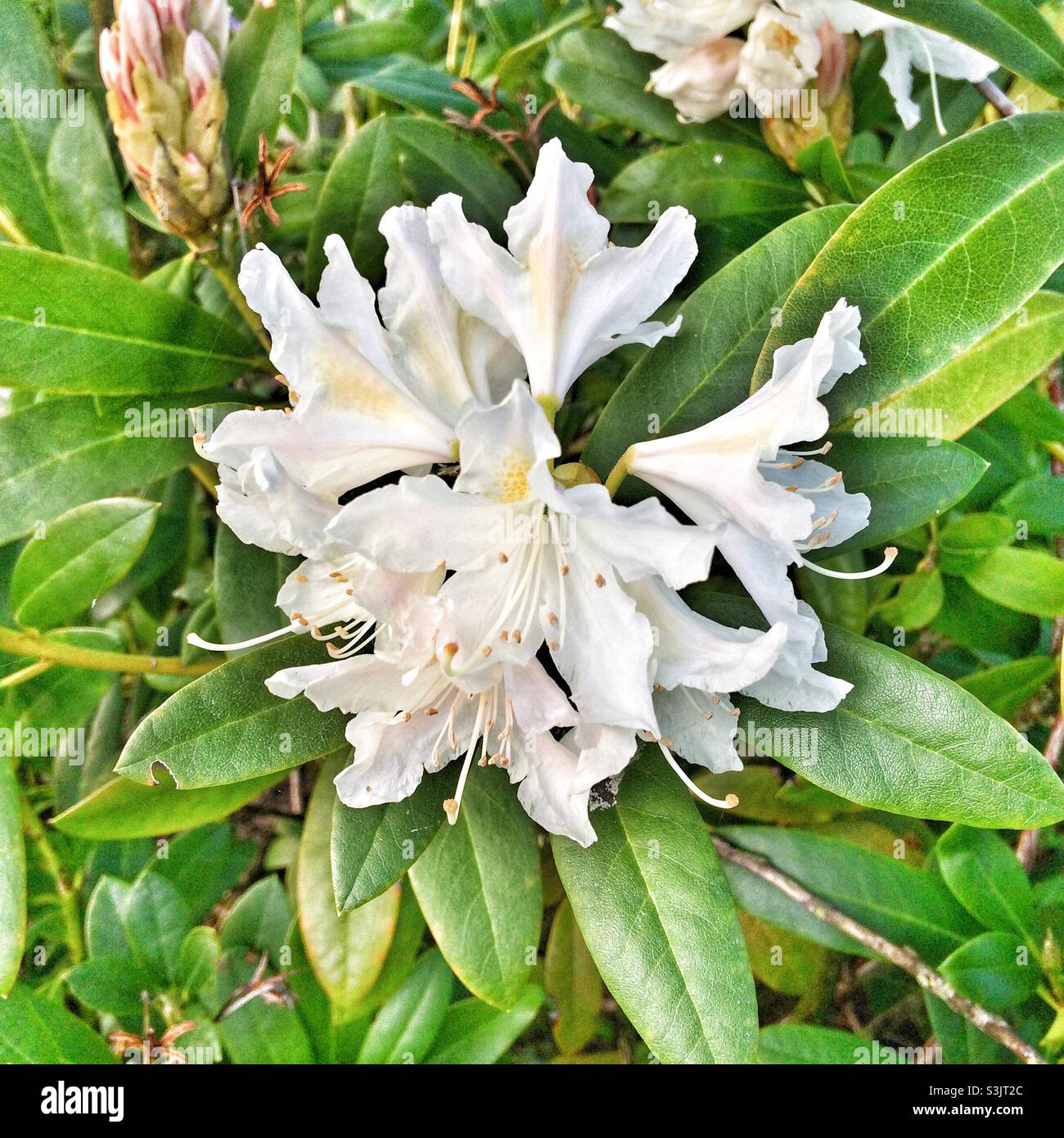Rhododendron in bloom Stock Photo