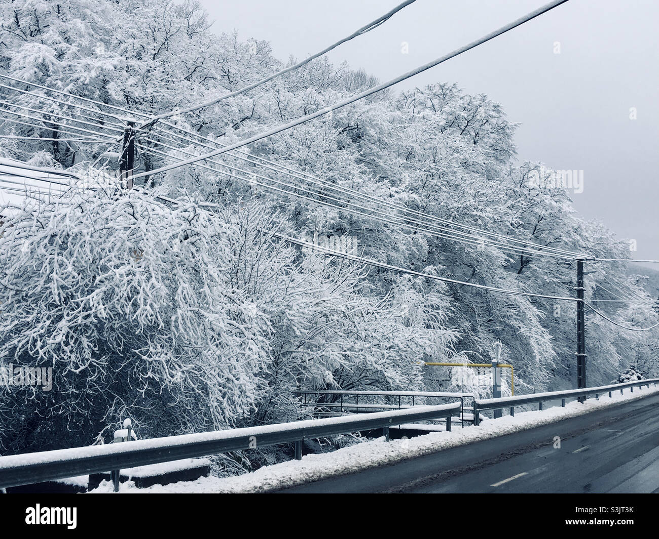 Snowy forest near road after heavy snowfall in winter - Smartphone Captured Stock Image