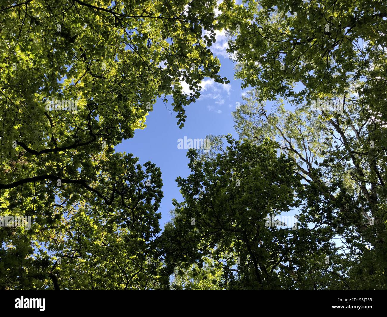 Sky view with trees Stock Photo Alamy