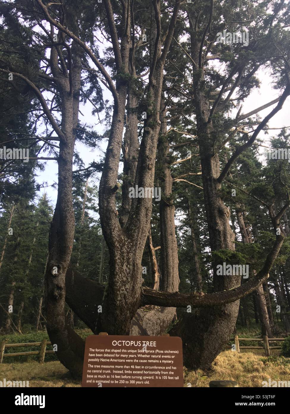 Octopus Tree at Cape Meares State Scenic Viewpoint and National Wildlife Refuge Tillamook Oregon Stock Photo