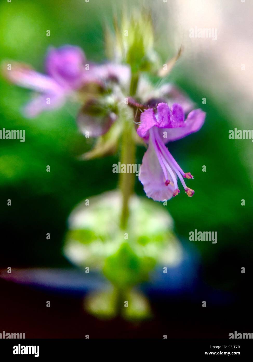 Tiny blossoms on a basil seed pod, late autumn, live plant, Ontario, Canada. Basil Indica, also called Holy Basil. - Smartphone Captured Stock Image