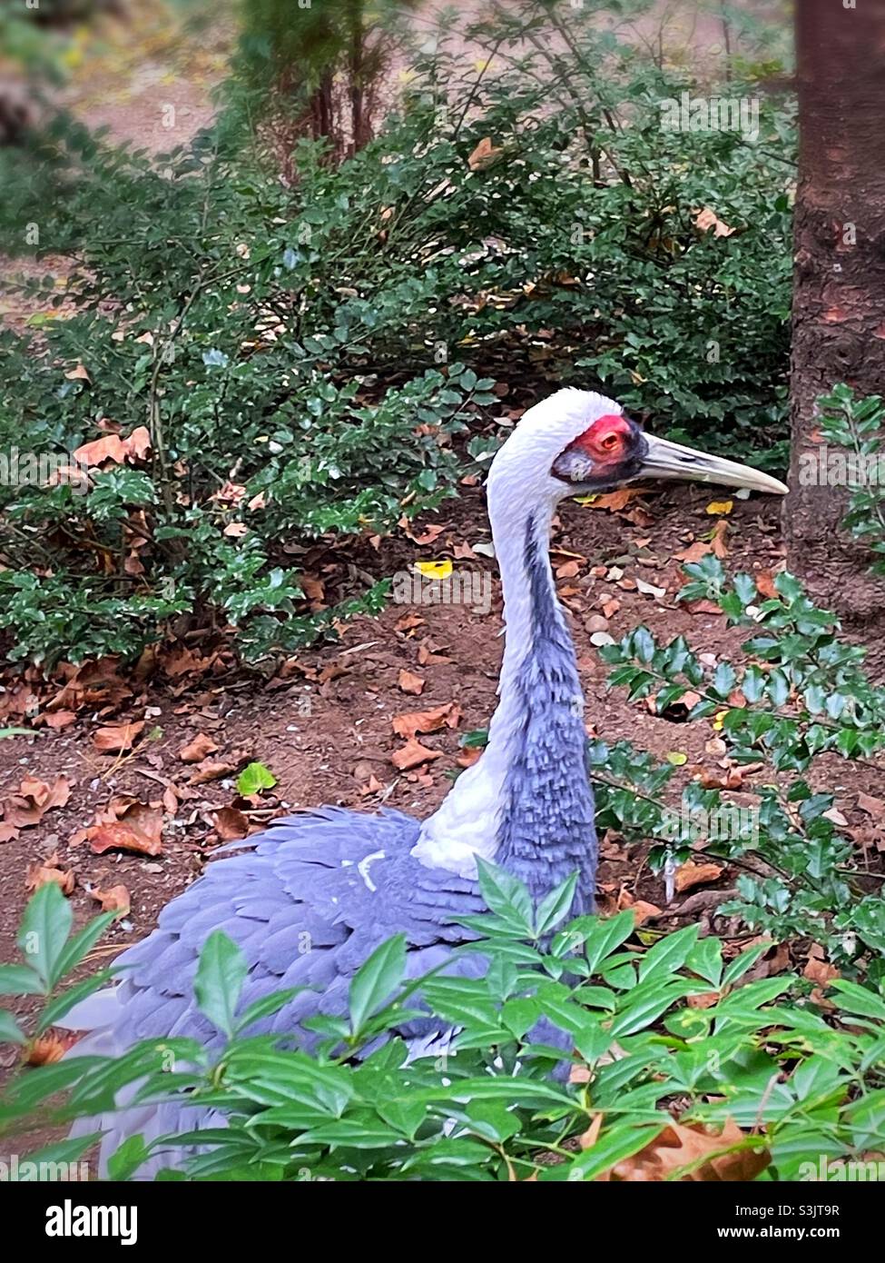 A white- naped crane is at the Central Park zoo in a separate enclosure, 2021, NYC, USA - Smartphone Captured Stock Image