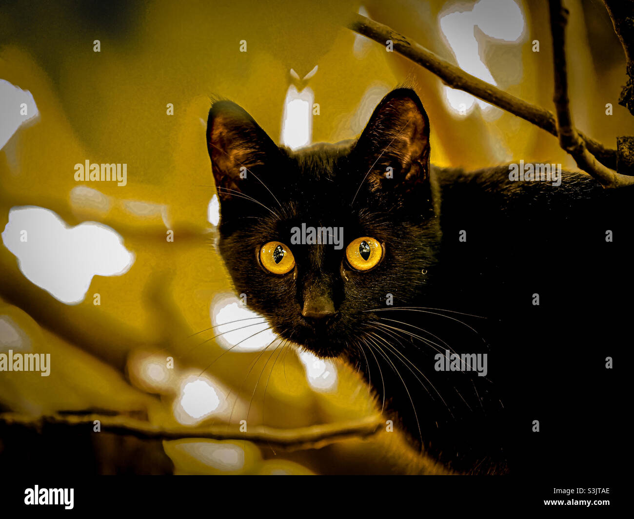 Glassy eyes of our neighborhood black cat in a tree in Autumn Stock