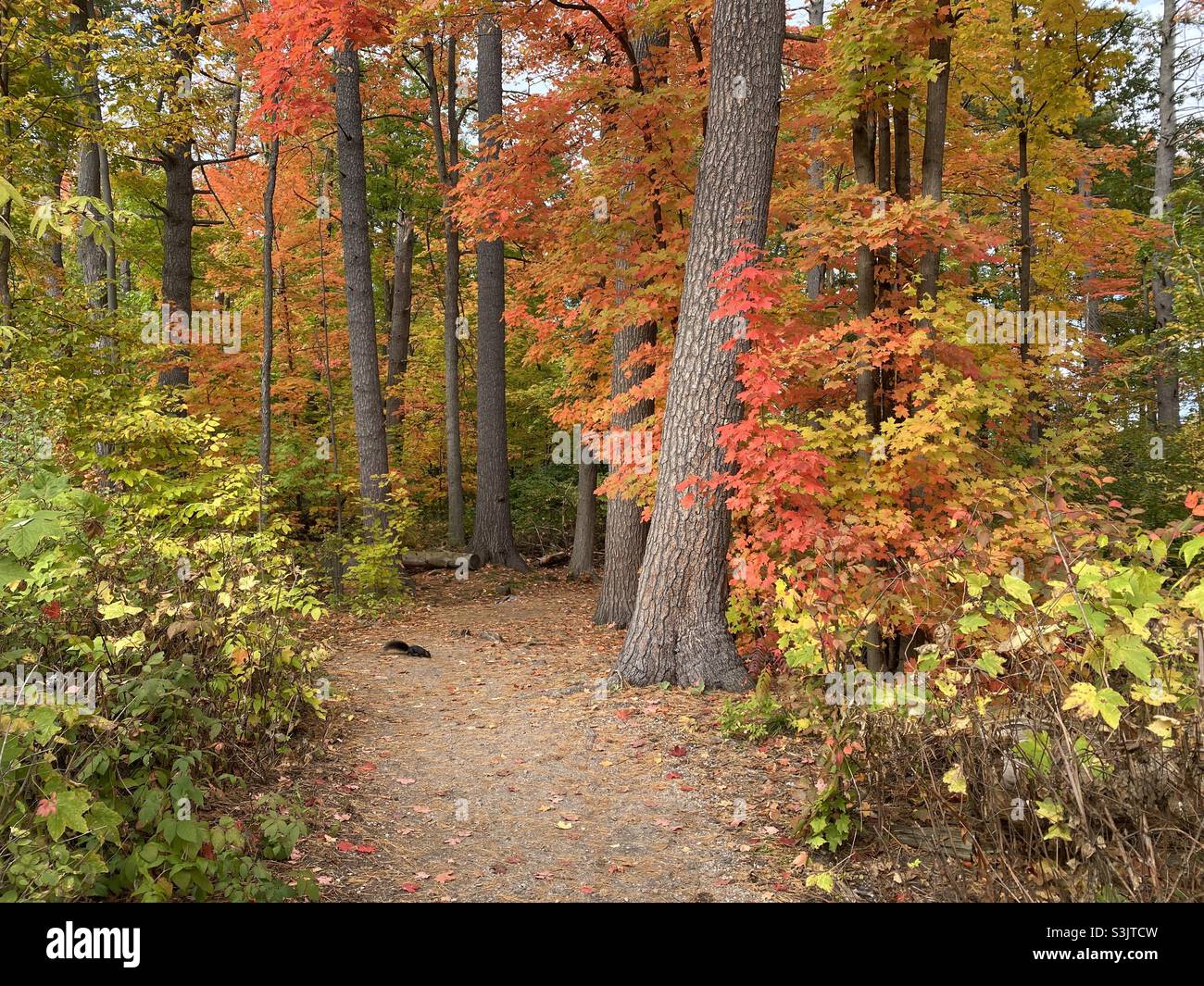 Autumn on the Mud Lake Trail Stock Photo Alamy