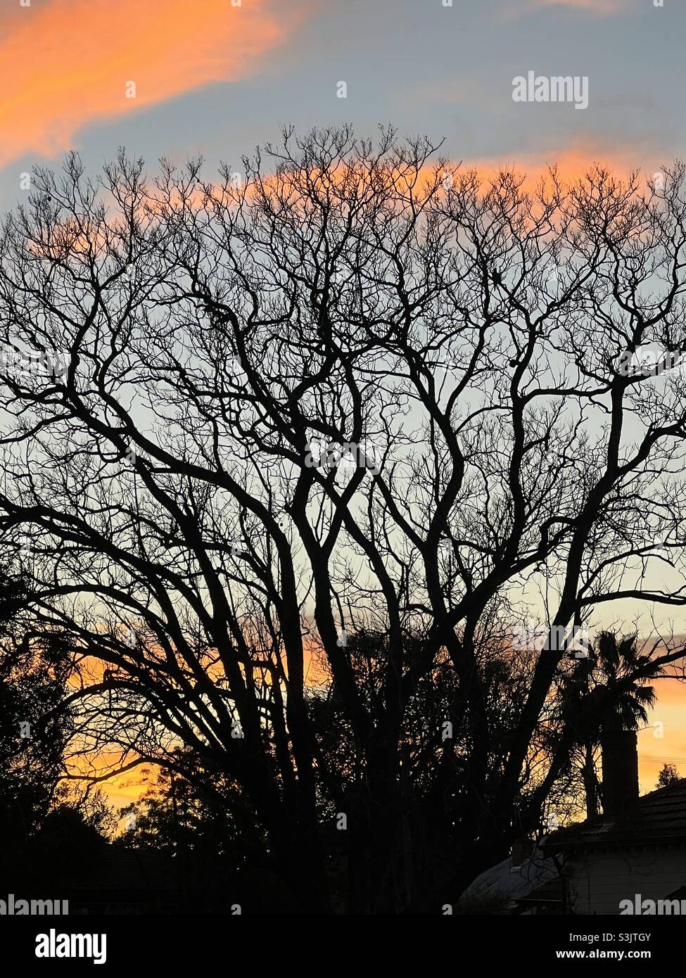 Silhouette of a tree against the morning sky in spring. - Smartphone Captured Stock Image