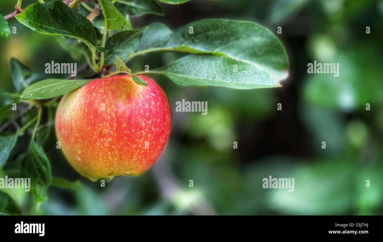 Red Apple on tree Stock Photo