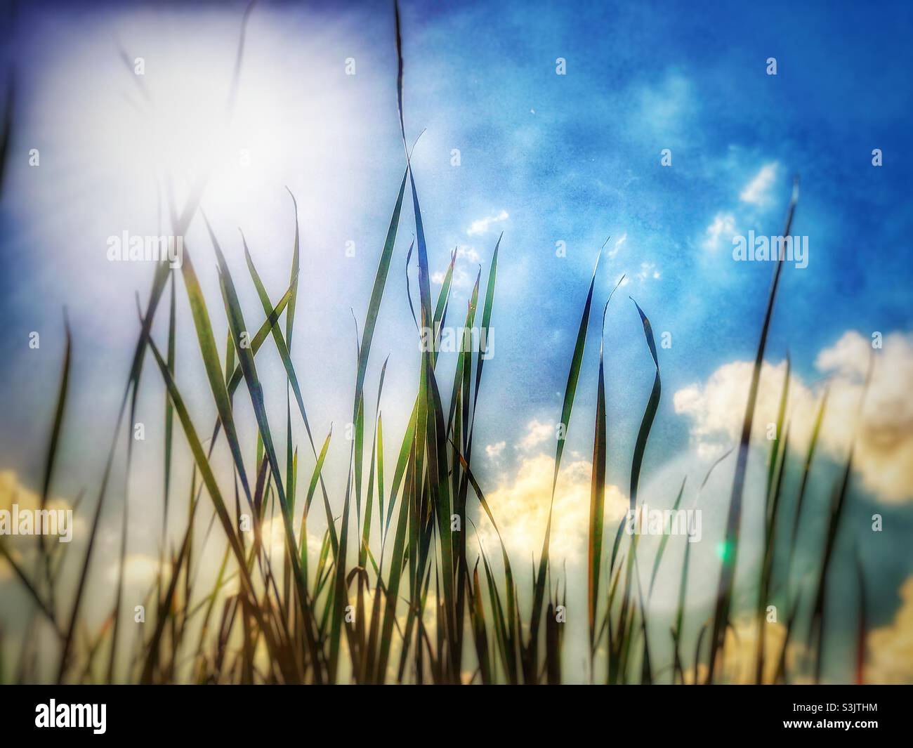 Tall grasses growing on a lake shore - Smartphone Captured Stock Image