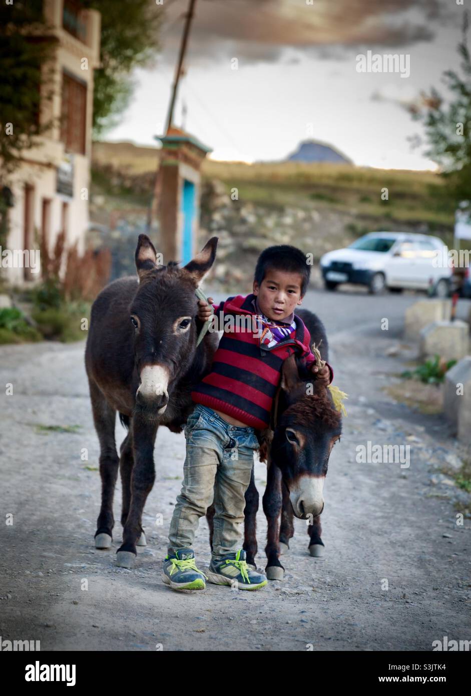 A kid pulling donkeys, Himachal Pradesh, India - Smartphone Captured Stock Image