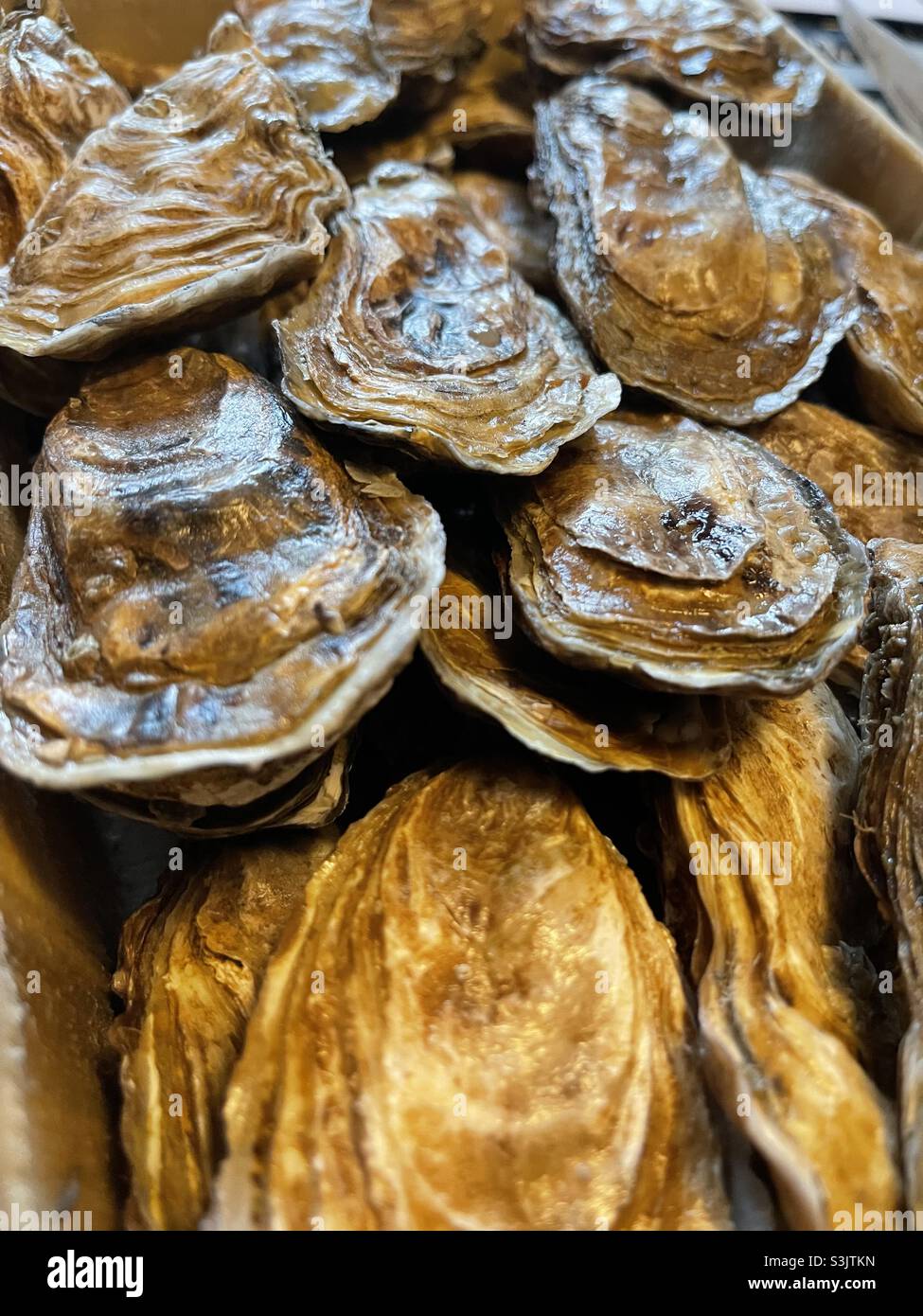 Unopened oysters hires stock photography and images Alamy