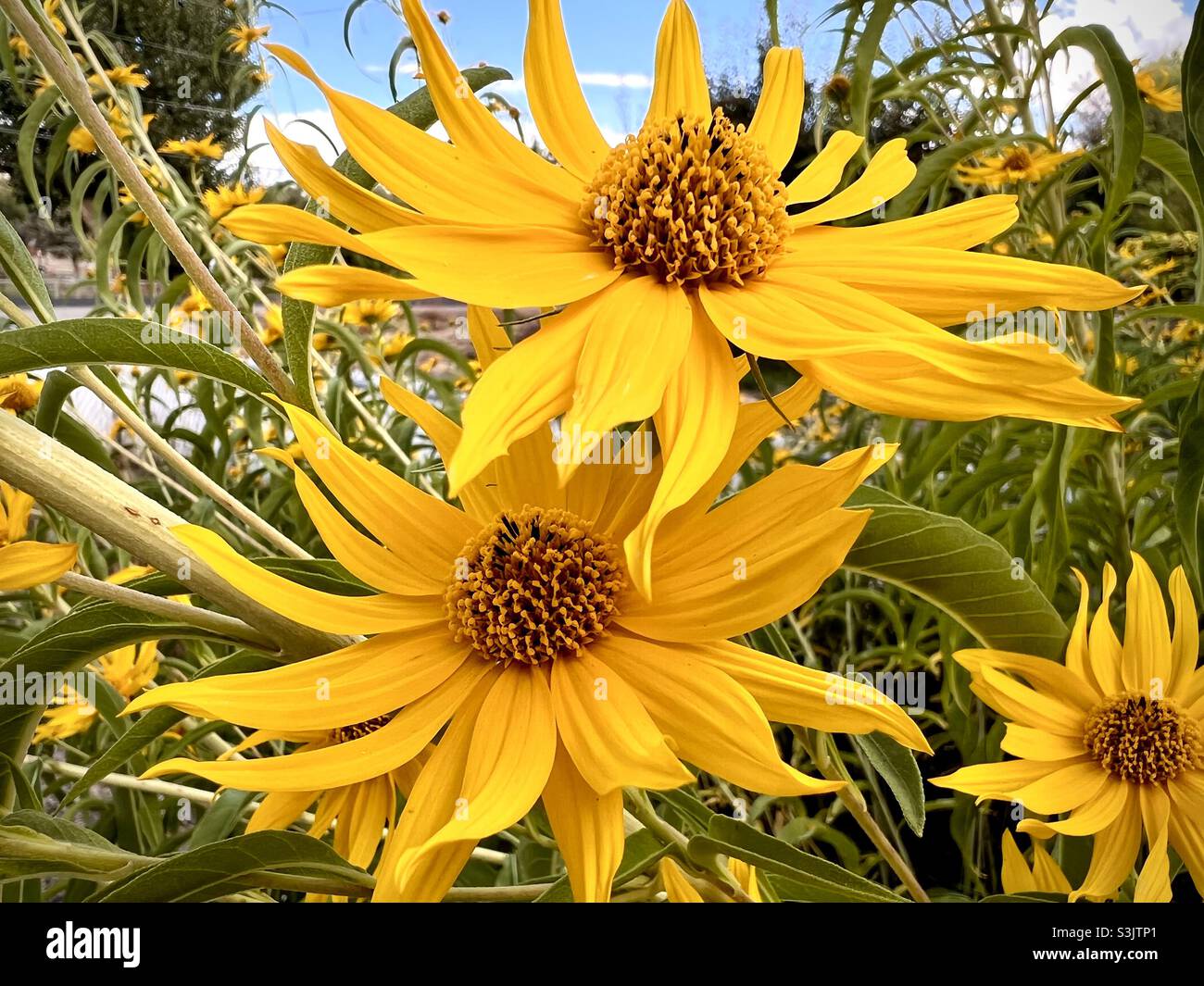 Maxmillian sunflowers hires stock photography and images Alamy