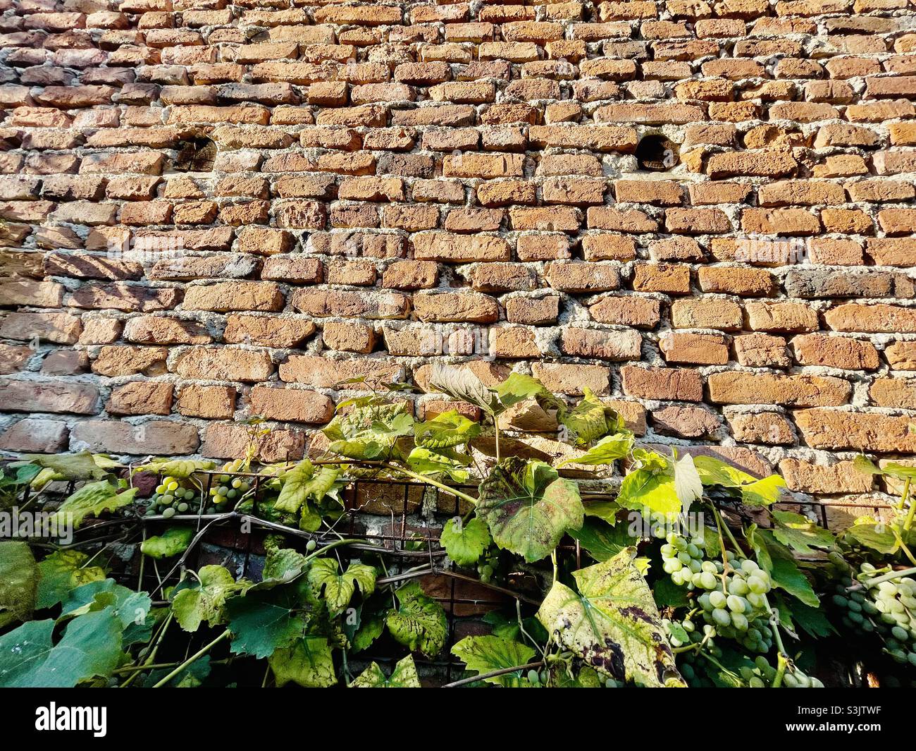 Low angle wall - Smartphone Captured Stock Image