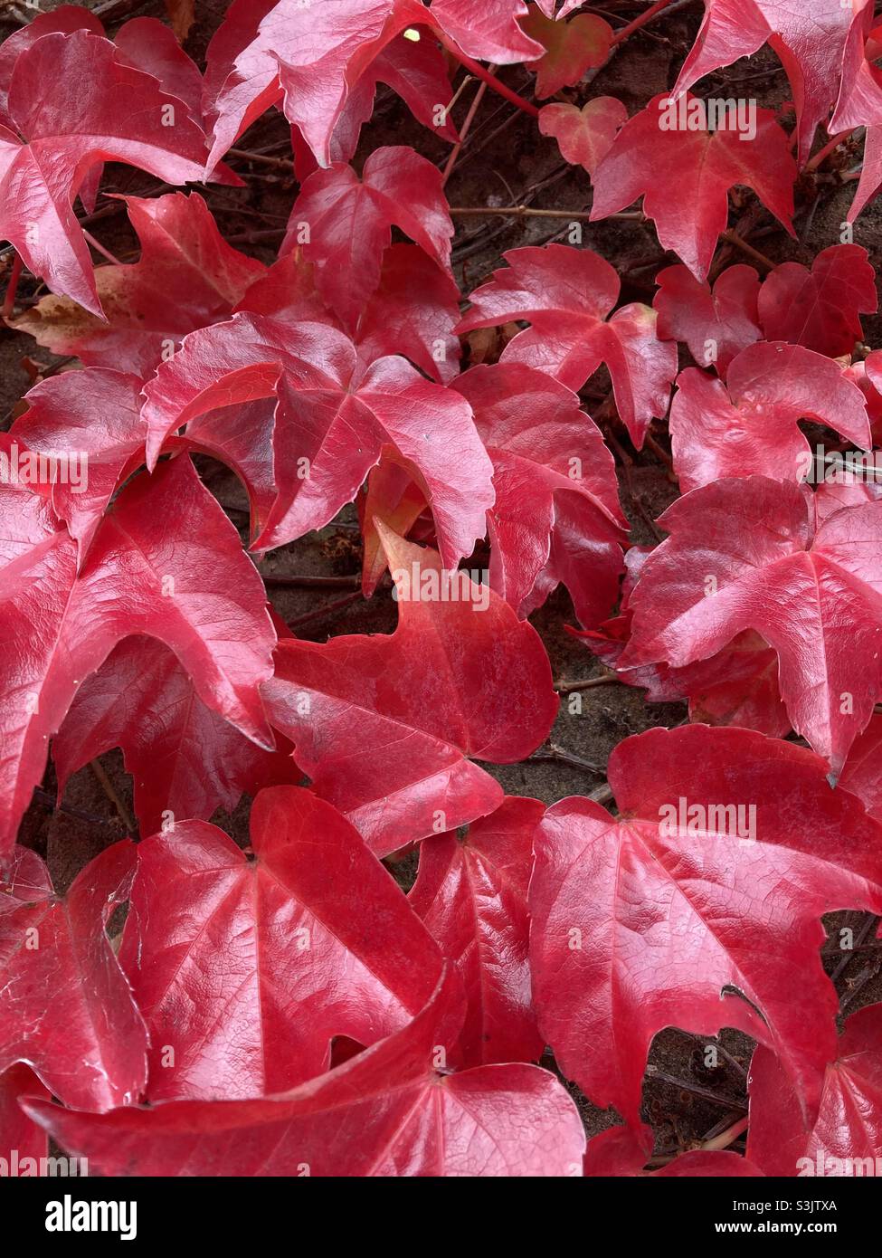 Autumn leaves Stock Photo