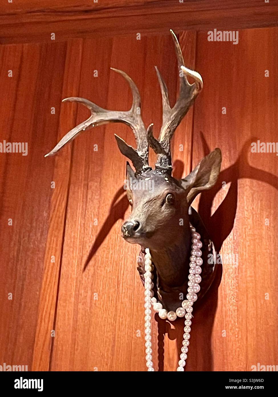 A deer head mount is decorated with a pearl necklace, USA - Smartphone Captured Stock Image