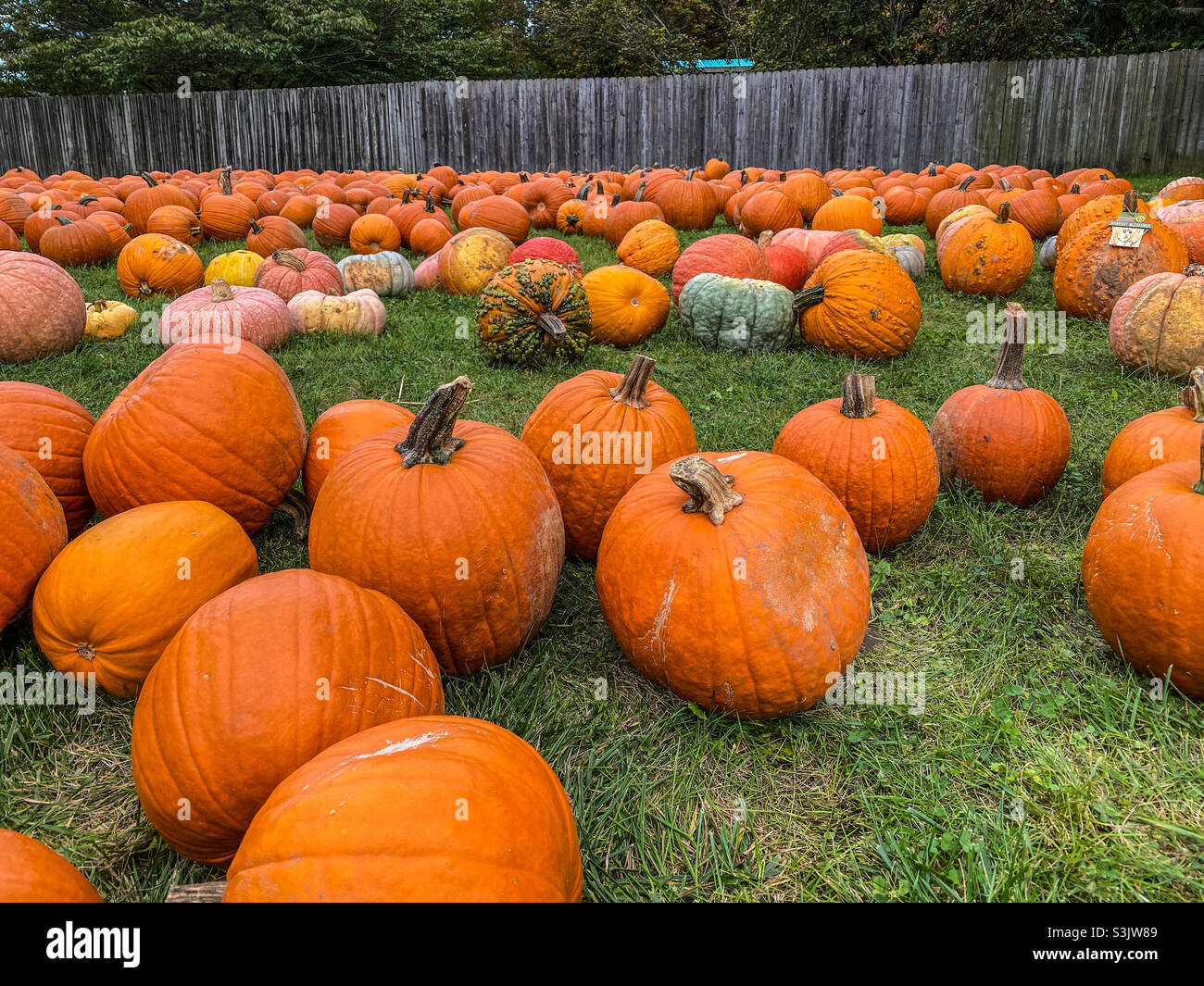 Pumpkin patch - Smartphone Captured Stock Image