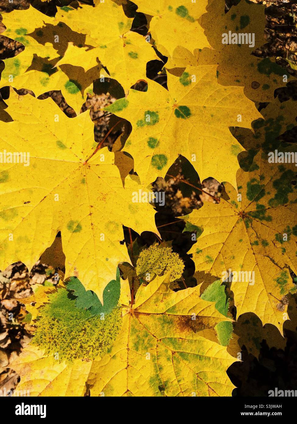 Yellow fall - Smartphone Captured Stock Image