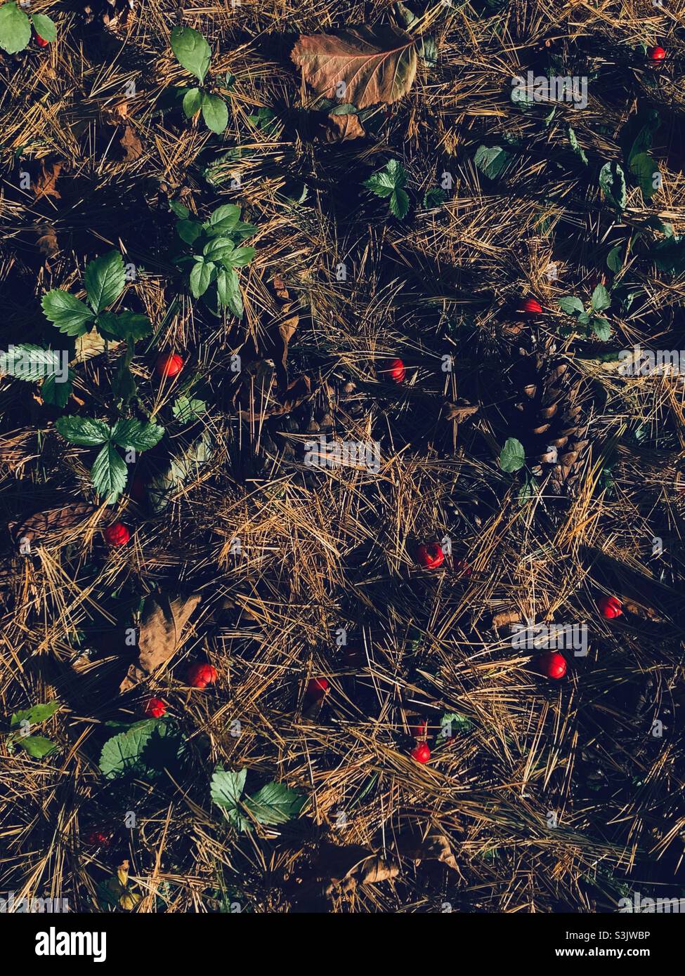 Forest in the fall - Smartphone Captured Stock Image