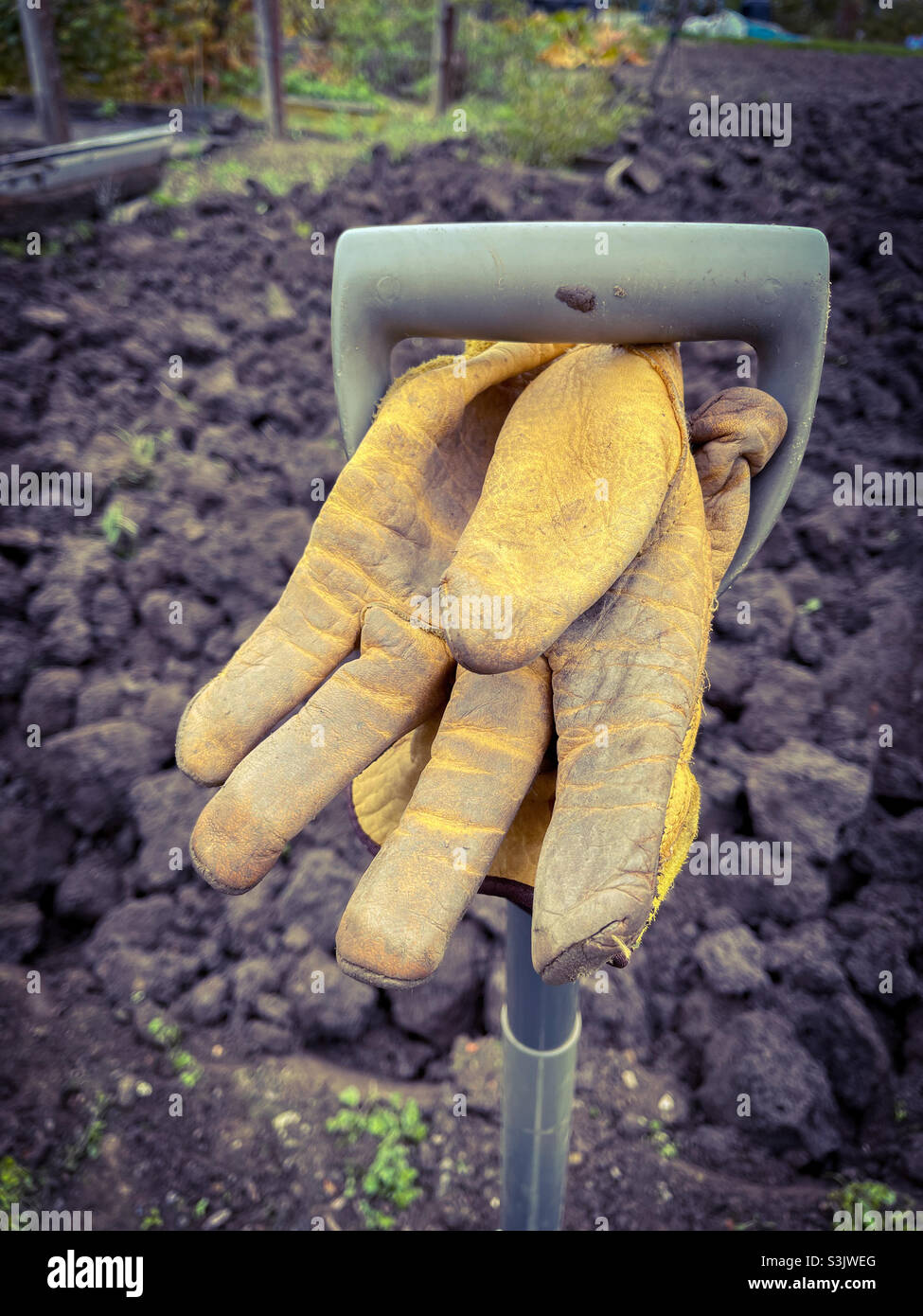 Autumn Digging - Smartphone Captured Stock Image